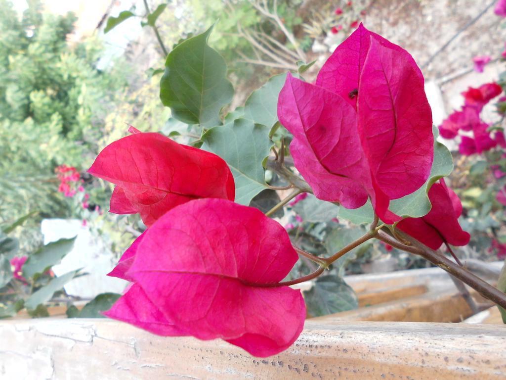 Maremonti Bed & Breakfast Puerto Lopez Bagian luar foto